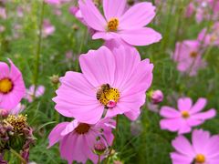 -花开海上生态园