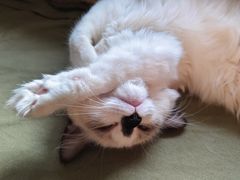 -心仪动物医院·牙专科·肿瘤·心脏科(西客站院)