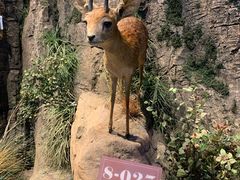 -陕西自然博物馆