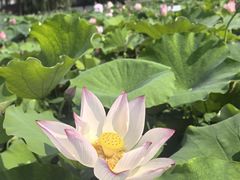 -白洋淀景区