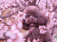 -超宠爱宠物摄影-Super pet