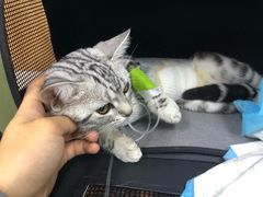 -联合动物医院(光谷诊疗中心)