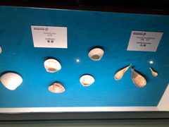 -青岛贝壳博物馆