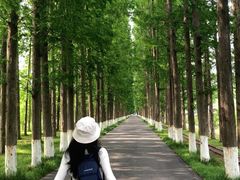 -黄海国家森林公园