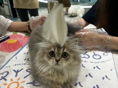 -momokira米努特·德文卷毛猫·棉花面纱犬