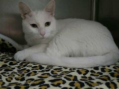 -瑞派·关忠动物医院·异宠专科·犬猫肿瘤·皮肤专科(望京店)