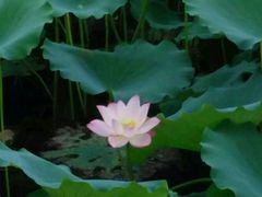 -惠州西湖丰渚园