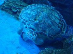 -芜湖新华联大白鲸海洋公园