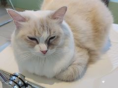 -怪兽屋·羊驼·猫咖·狗咖(俊华广场店)