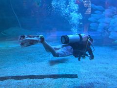 -烟台海昌鲸鲨海洋公园