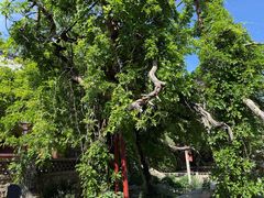 -泰山风景名胜区-普照寺