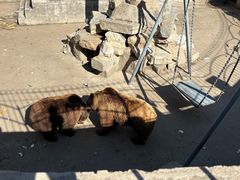 -保定市动物园