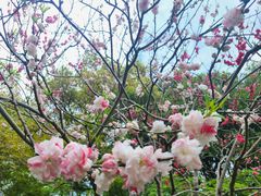 -上海共青森林公园