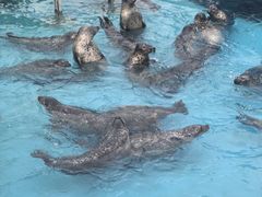 -秦皇岛乐岛海洋王国