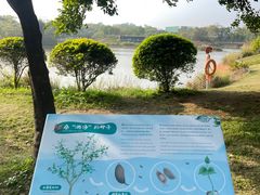 -福田红树林生态公园