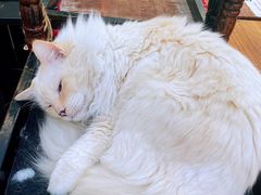 -猫小院猫主题咖啡厅(北锣店)