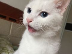 -阿昌烘焙
