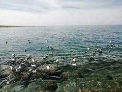 -青海湖国家重点风景名胜区