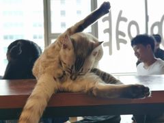 -Cappucimeow猫咪咖啡馆(韦伯时代店)