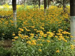 -大兴滨河森林公园