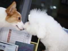 -瑞鹏宠物医院犬猫全科(真大分院)