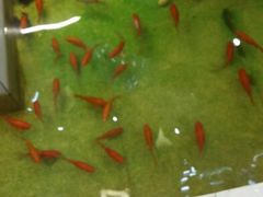 android_upload_pic-新兴园饺子馆(河南街店)