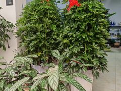 -开口笑·精选水饺