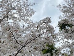 -西北湖绿化广场