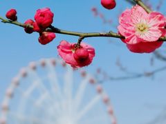 -顾村公园