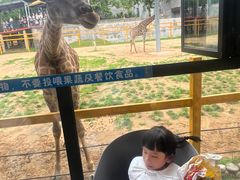 -西霞口神雕山野生动物世界