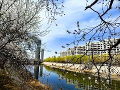 -桃花堤公园