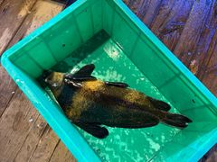 -老宋家鱼馆(北滨路店)