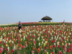 -径山花海
