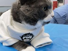 -纳吉亚猫专科动物诊疗中心(蒋宅口分院)