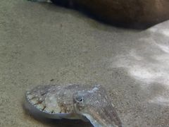 -欢乐海岸海洋奇梦馆