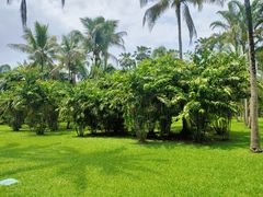 -中国科学院西双版纳热带植物园