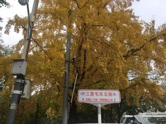 -三里屯东五街银杏大道