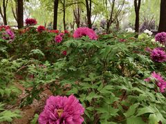 -石家庄市植物园