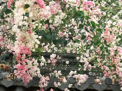 -深圳国际园林花卉博览园