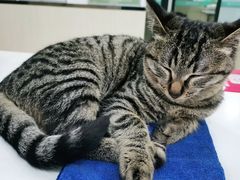 -安安宠物医院(情缘分院)