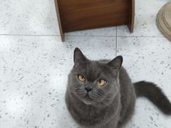 -喵园·猫主题咖啡厅·撸猫·猫咖(国贸店)