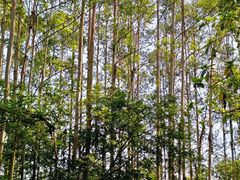-广东花都湖国家湿地公园