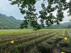 -中国茶叶博物馆(双峰馆区)