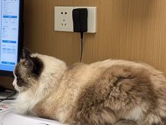 -瑞派康怡24h宠物医院·犬猫医疗中心·微创绝育(瑞景分院)