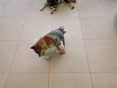 -怪兽屋·羊驼·猫咖·狗咖(俊华广场店)