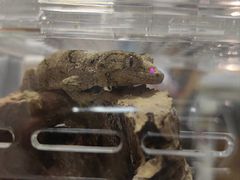 -酷以爬仙阁实体爬宠店·守宫·蜥蜴·专业繁育