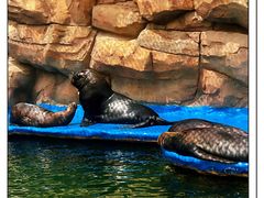 -华夏文旅海洋公园