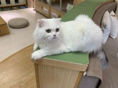 -猫和宫(六道口店)