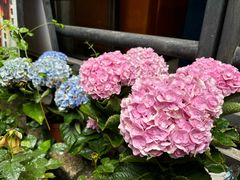 -小洲村