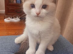 -糯米喵星人总部直营旗舰店·猫舍·幼猫出售